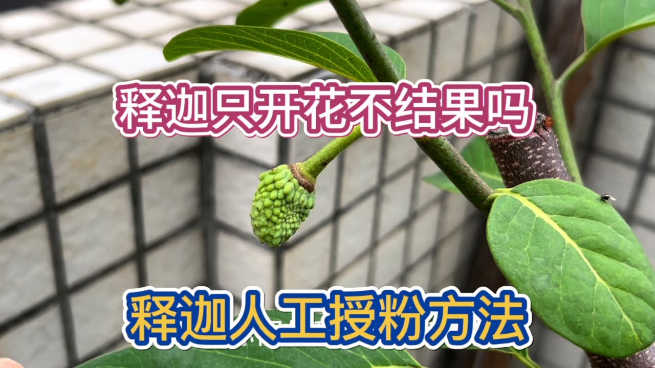 释迦只开花不结果怎么办？快来学习授粉方法，释迦与一般授粉方法不同