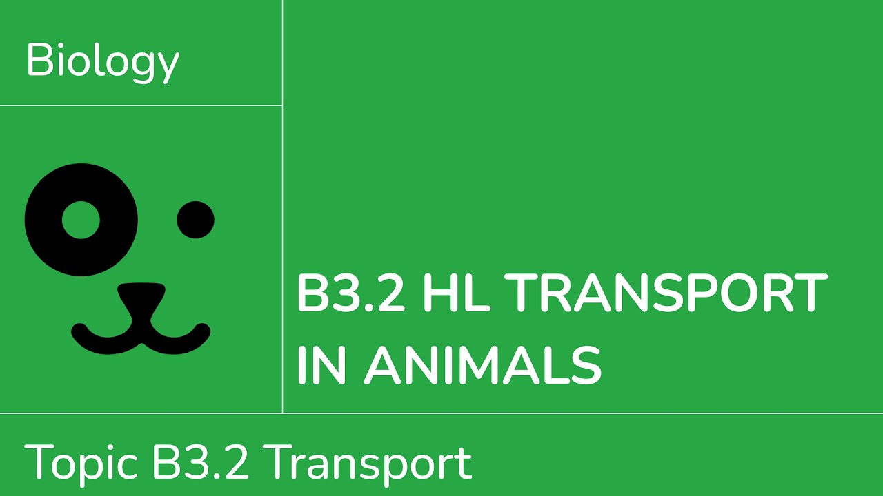 B3.2 HL Transport in Animals [IB Biology HL]