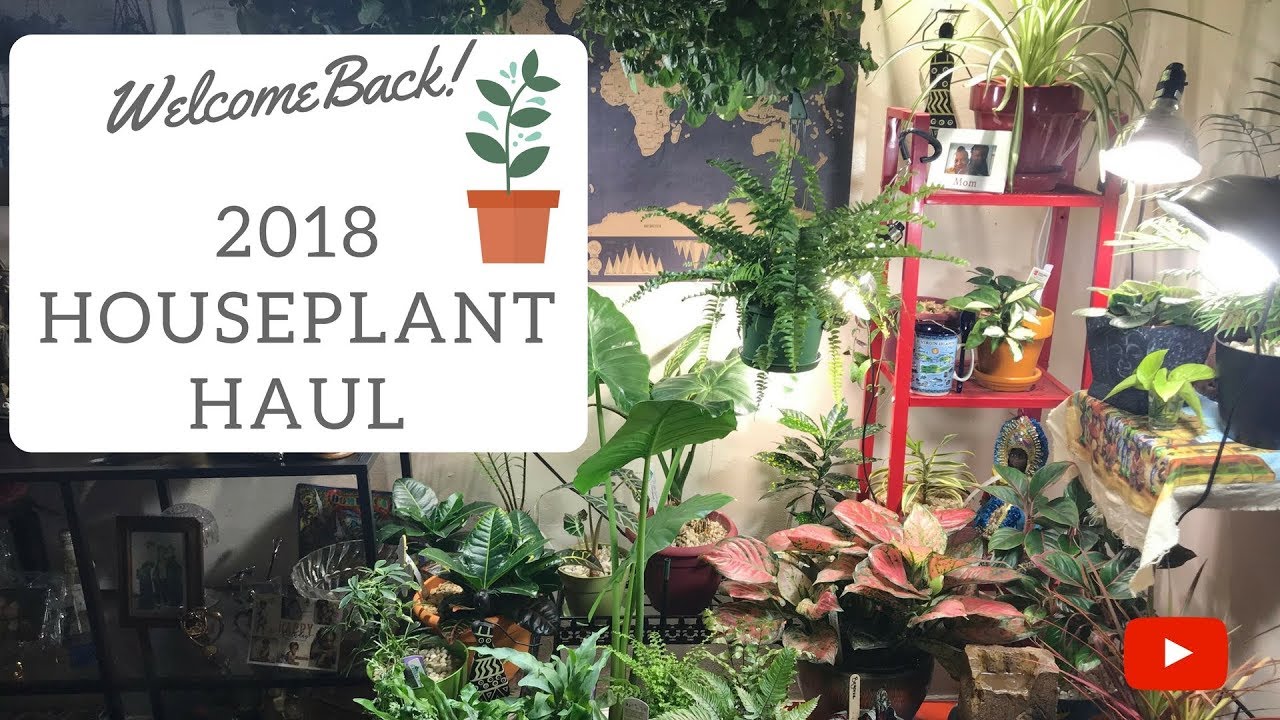 WINTER | SPRING 2018 House Plant Haul