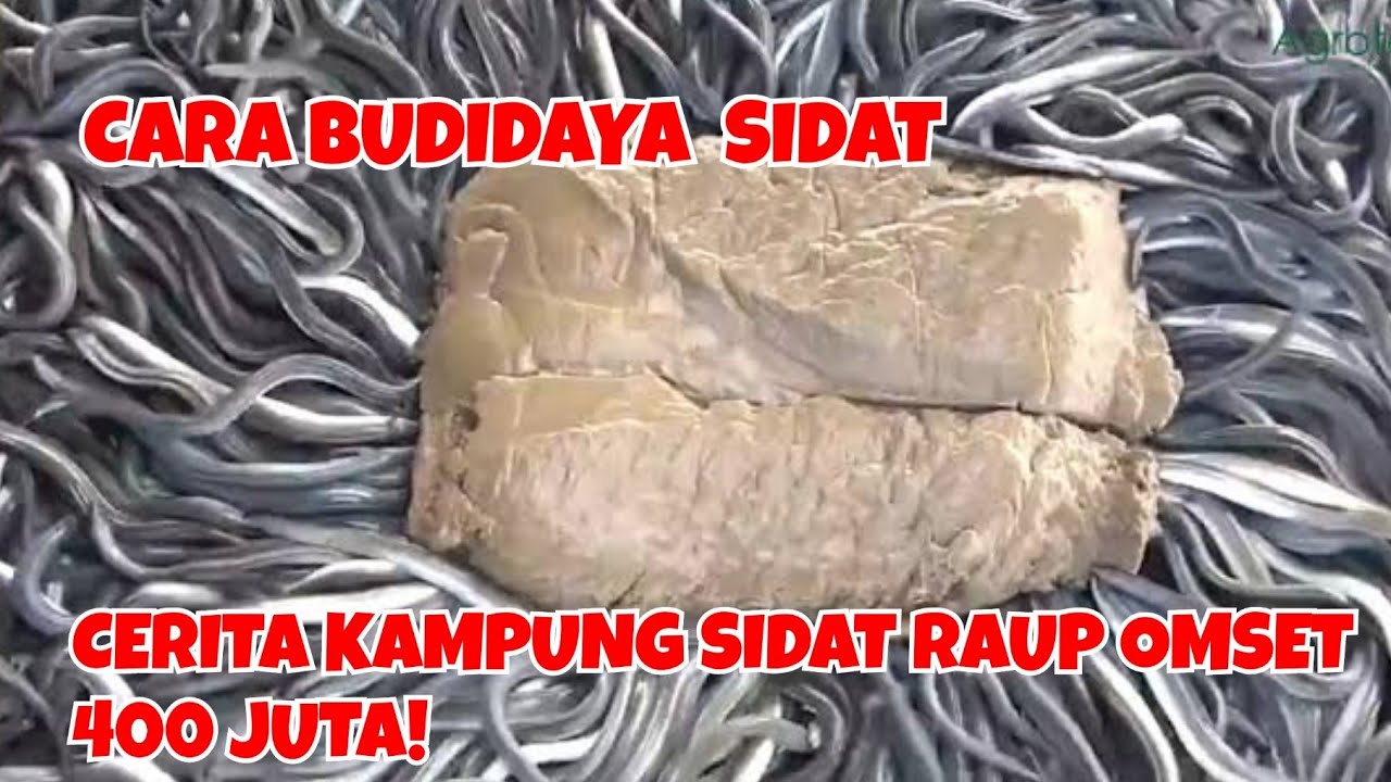 CARA BUDIDAYA  SIDAT || CERITA KAMPUNG SIDAT RAUP OMSET 400 JUTA!