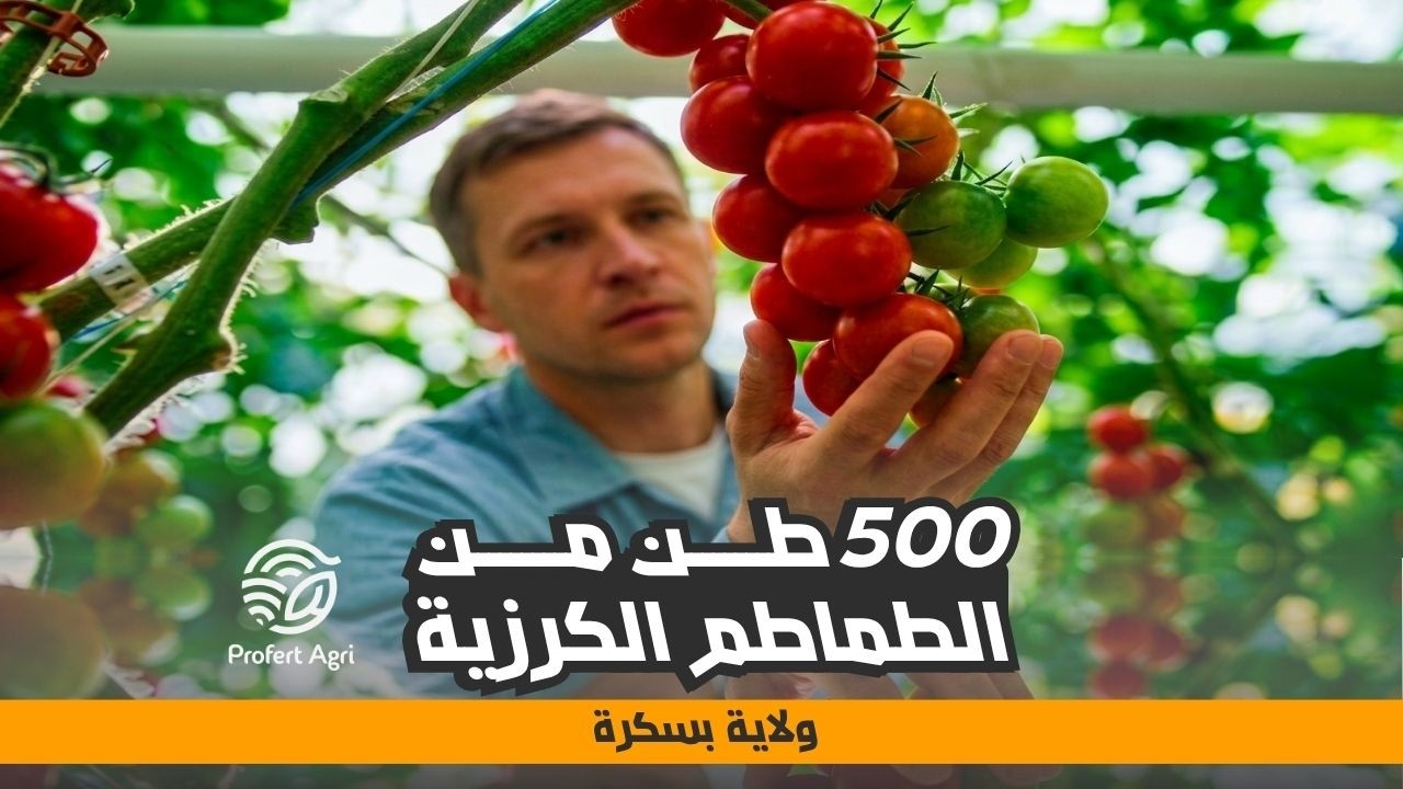 الزراعة الذكية في بسكرة | إنتاج 500 طن من طماطم الكرزية سنوياً