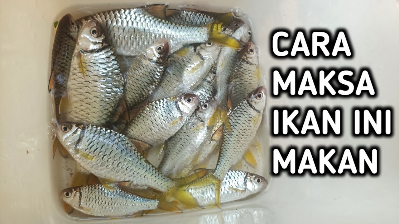MANCING WADER KEPEK DI SAAT IKAN SUSAH MAKAN‼️