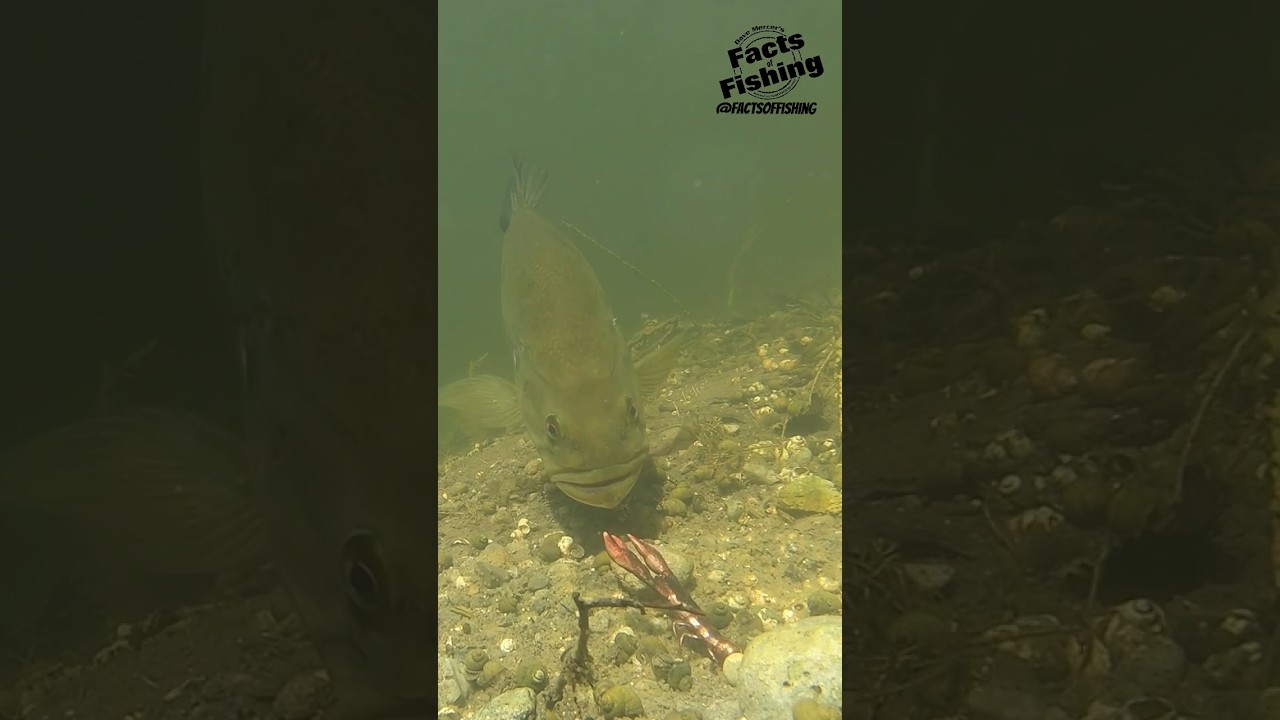 Bass Eats a Glide & Shake Champ Craw #shorts
