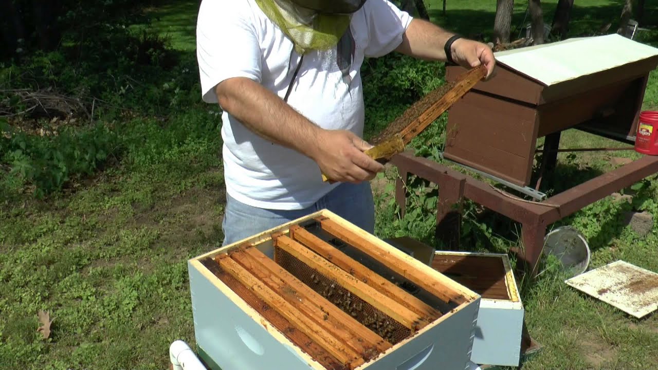 Package Hive Inspection (5-25-15)
