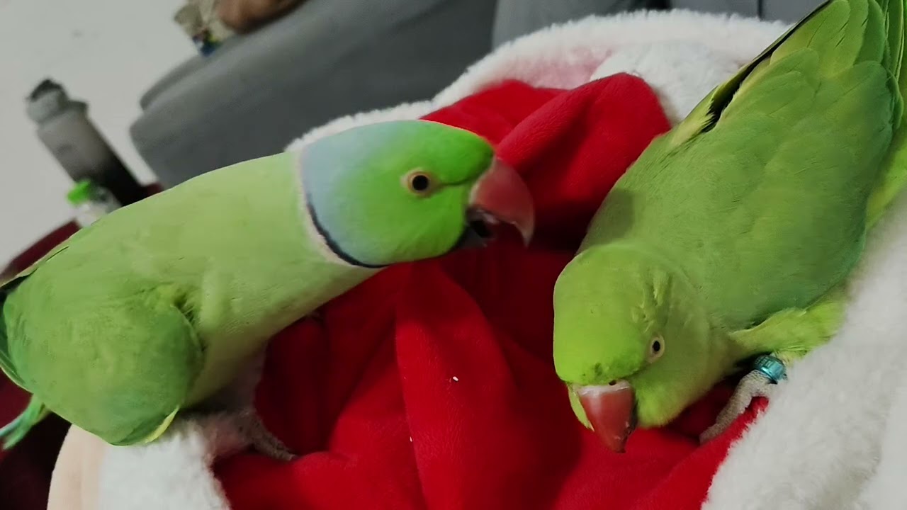 Parrots world #parrot #talkingparot #funnyanimals #birds #cute #talkingparrot #funnypets