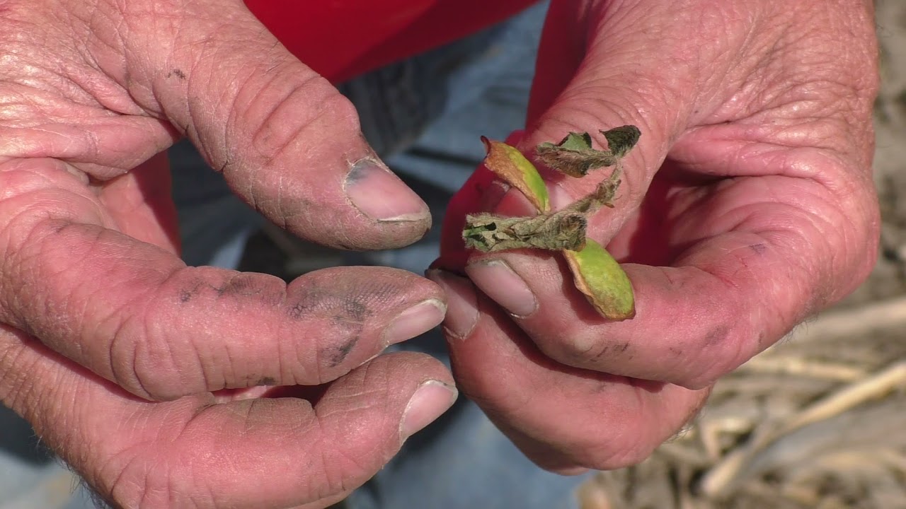 Soybean Frost Replant Information