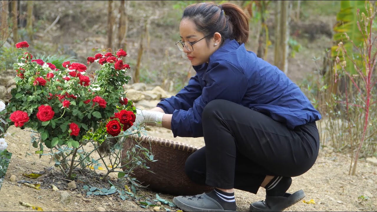How to care for 20 white roses and pigs through the cold winter