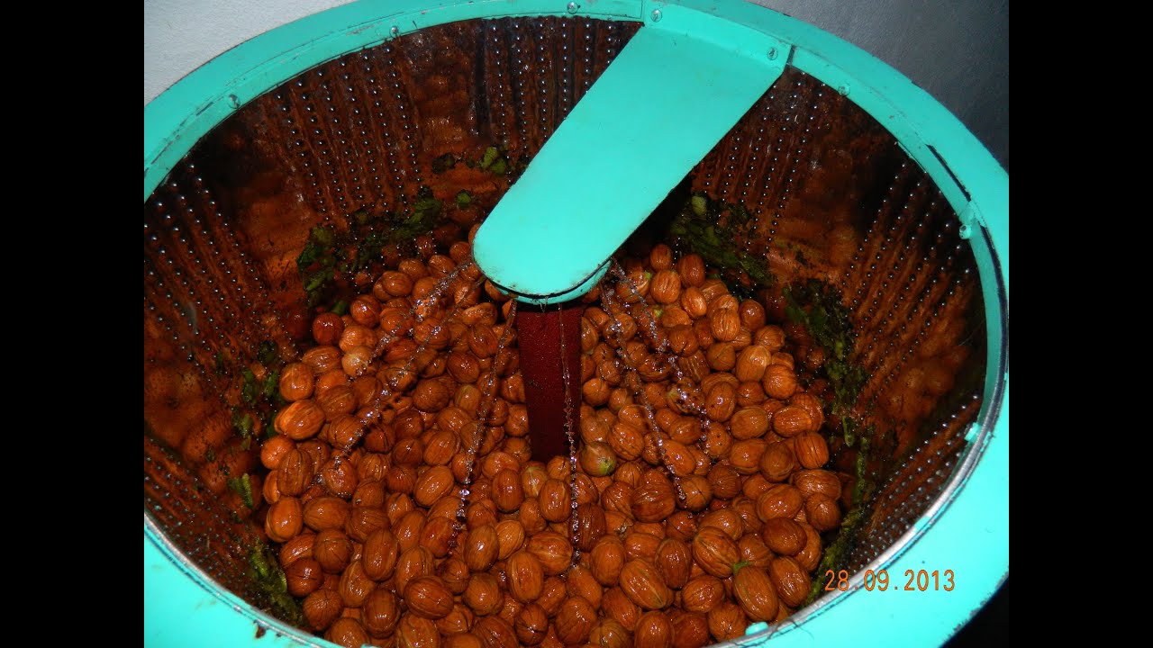 Машина для очистки грецкого ореха