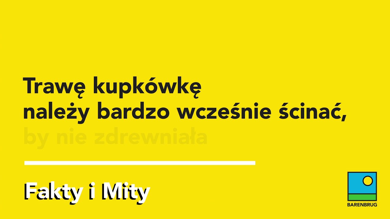 Czy trawę kupk&oacute;wkę należy bardzo wcześnie ścinać, by nie zdrewniała?
