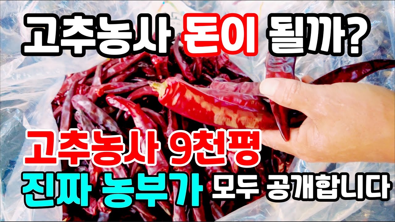 [귀농정보 초보농부 필수시청] 고추농사가 돈이 될까 궁금하시죠 9천평 고추농부가 속 시원하게 알려드립니다