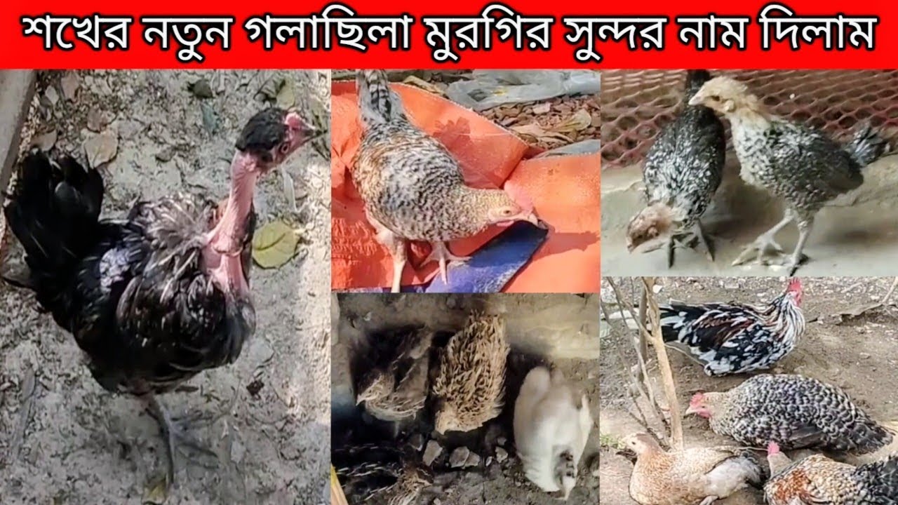শখের গলাছিলা মুরগির নাম রেখে দিলাম,,ফুলটুসির একটি বাচ্চা জবাই করে ফেললাম 🐔