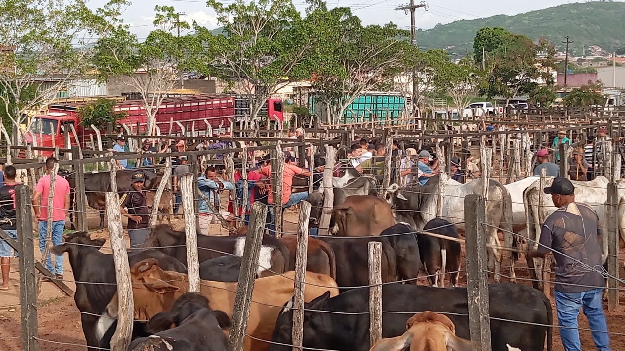 NA FEIRA DO GADO DE LIMOEIRO PERNAMBUCO 26 DE FEVEREIRO 2026