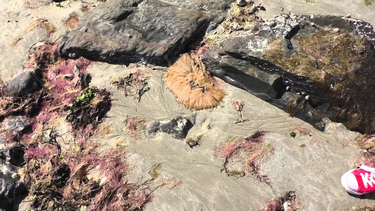 Plage des Godelins, 22680 &Eacute;tables sur Mer, C&ocirc;tes d'Armor, Brittany, France 30th May 2014