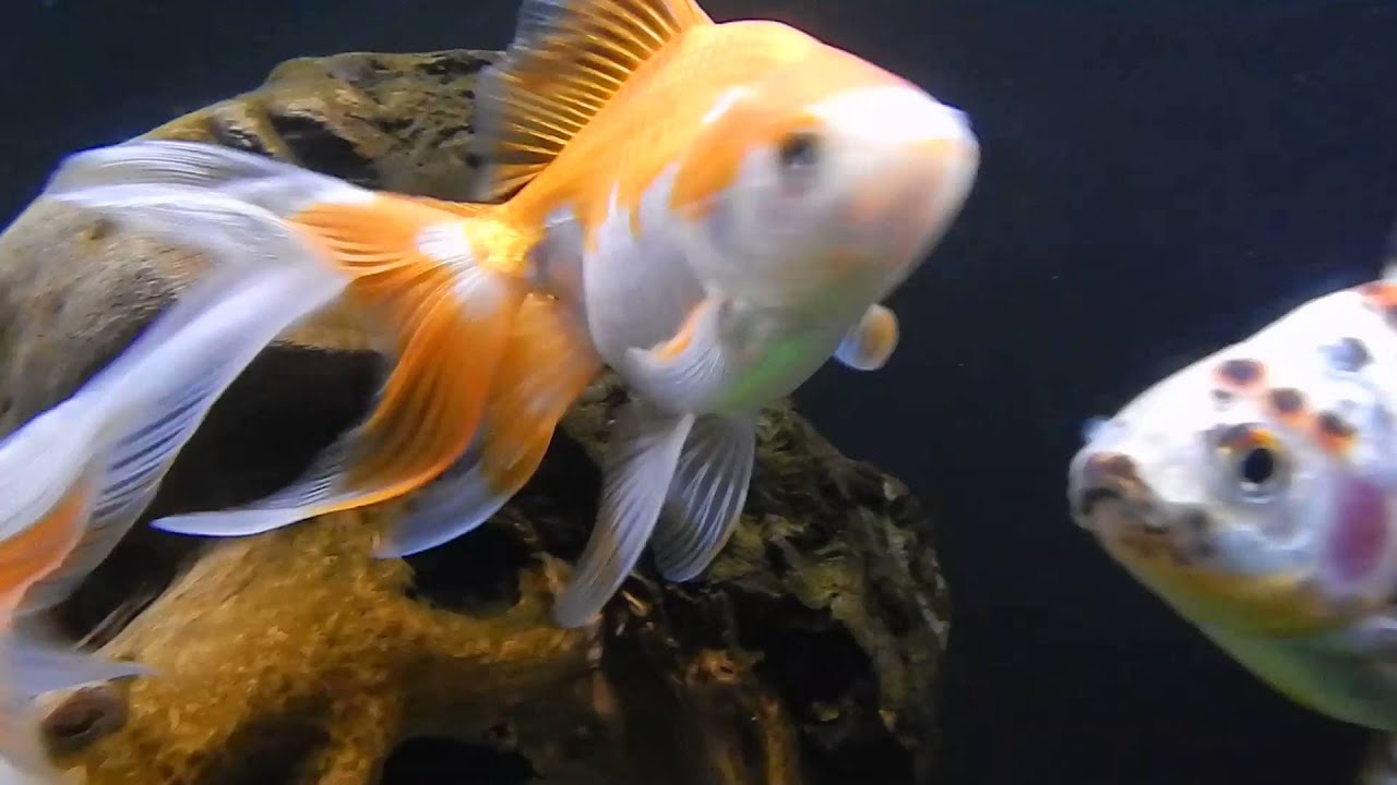 Fantail Goldfish