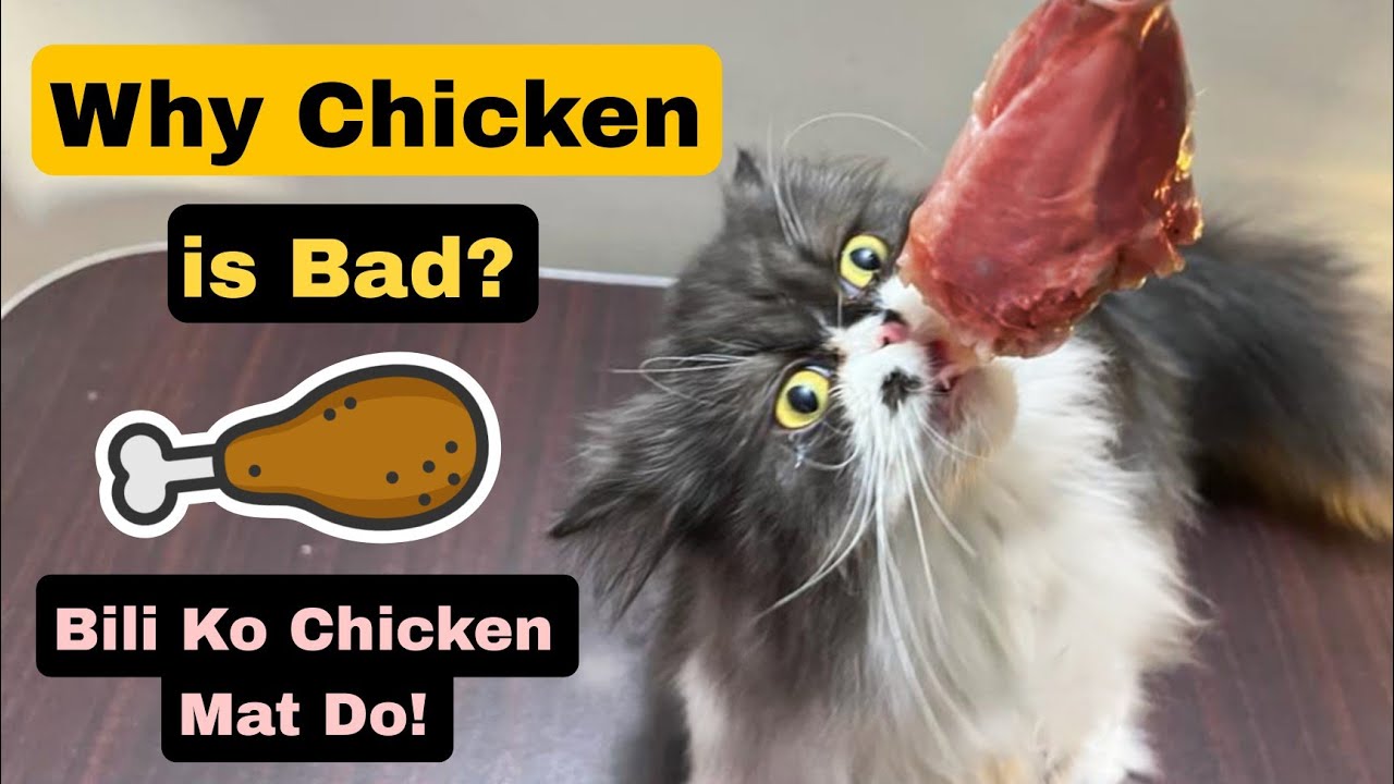 Chicken is Good or Bad For Cats? Cat ko Chicken Ku Nahi dena Chahye