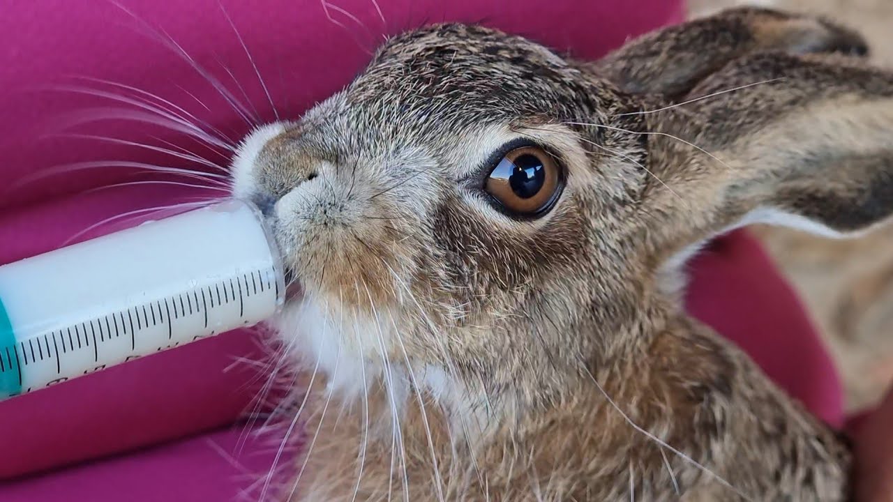 Esto si que es un animalillo 😍😅😅