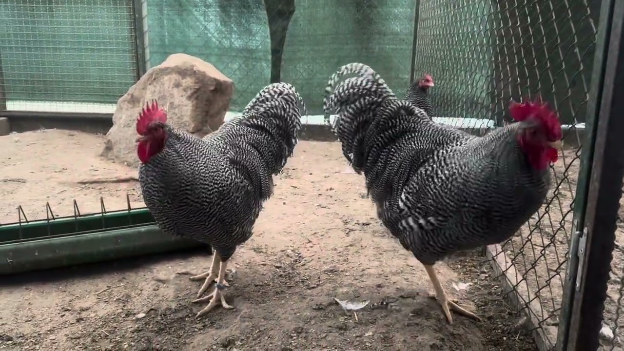 15 марта 2025 г.Нужен совет птицеводов .Агрессивный  Амрокс .