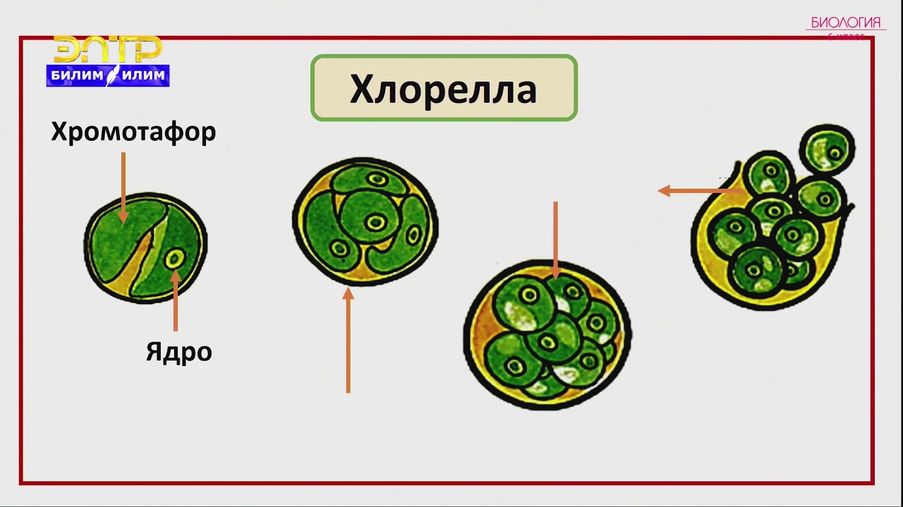 6-класс | Биология | Өсүмдүктөрдүн классификациясы жана систематикасы.Төмөнкү түзүлүштөгү өсүмдүктөр