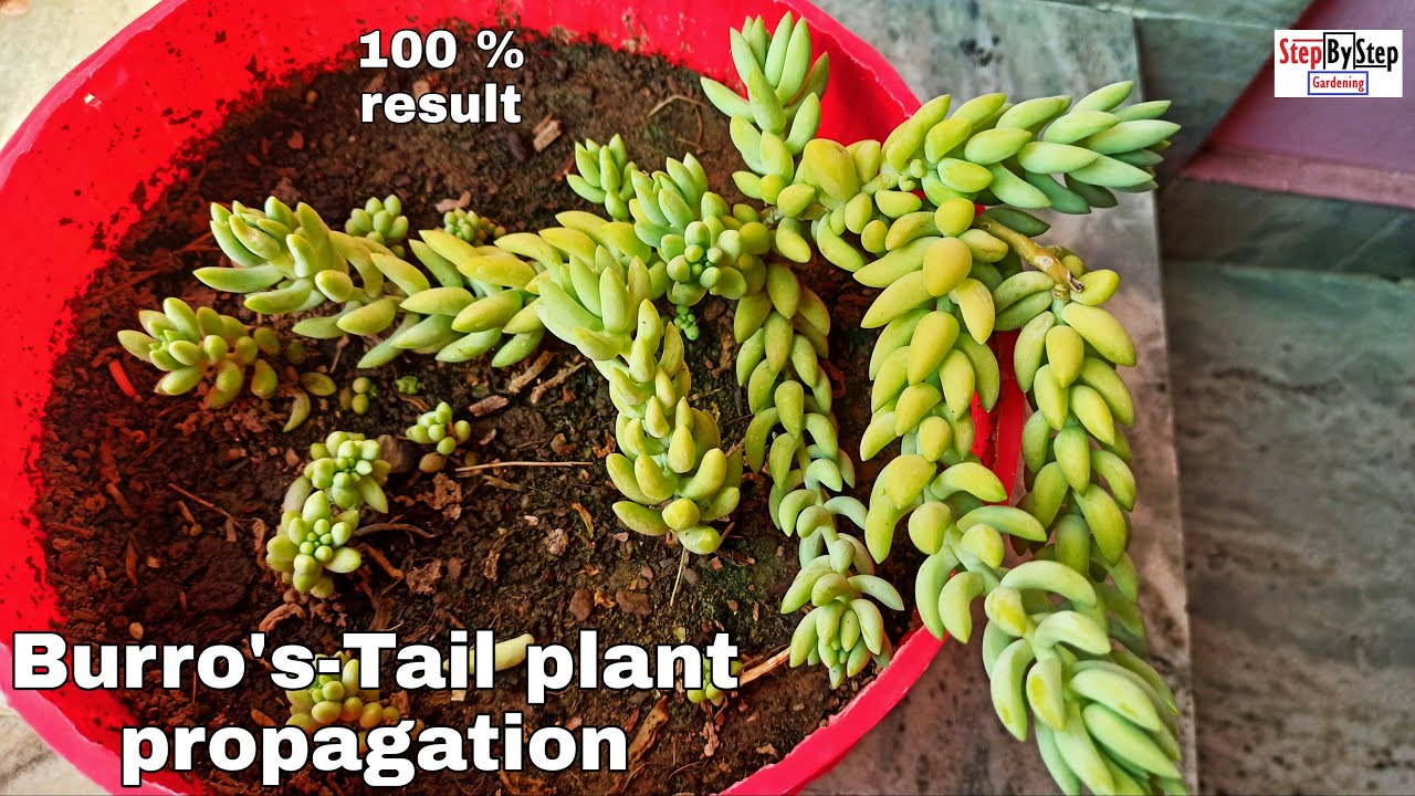 Burro's-tail plant propagation// How to grow Donkey tail plant//Sedum Morganianum