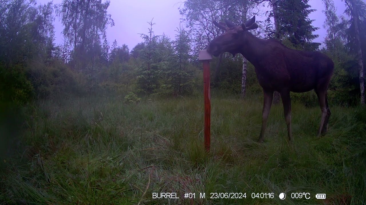 &Aring;telkameran 52 Vildsvin R&aring;djur R&auml;v &Auml;lg m.m.