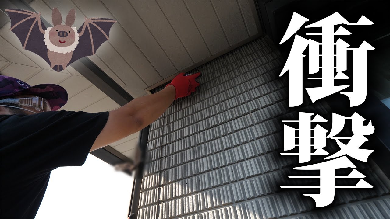 【衝撃映像】自宅がコウモリの被害に遭いました