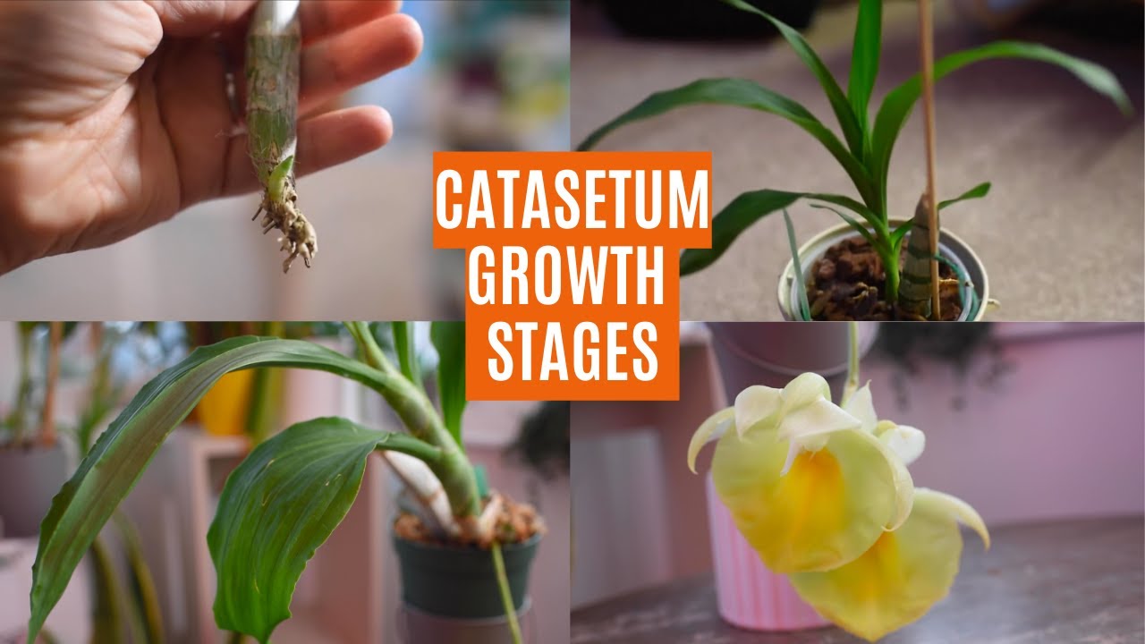 How to grow Catasetum orchids: Care tips for every growth stage! 🌿💡