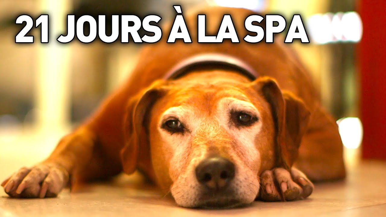 21 JOURS A LA SPA - Documentaire Immersion
