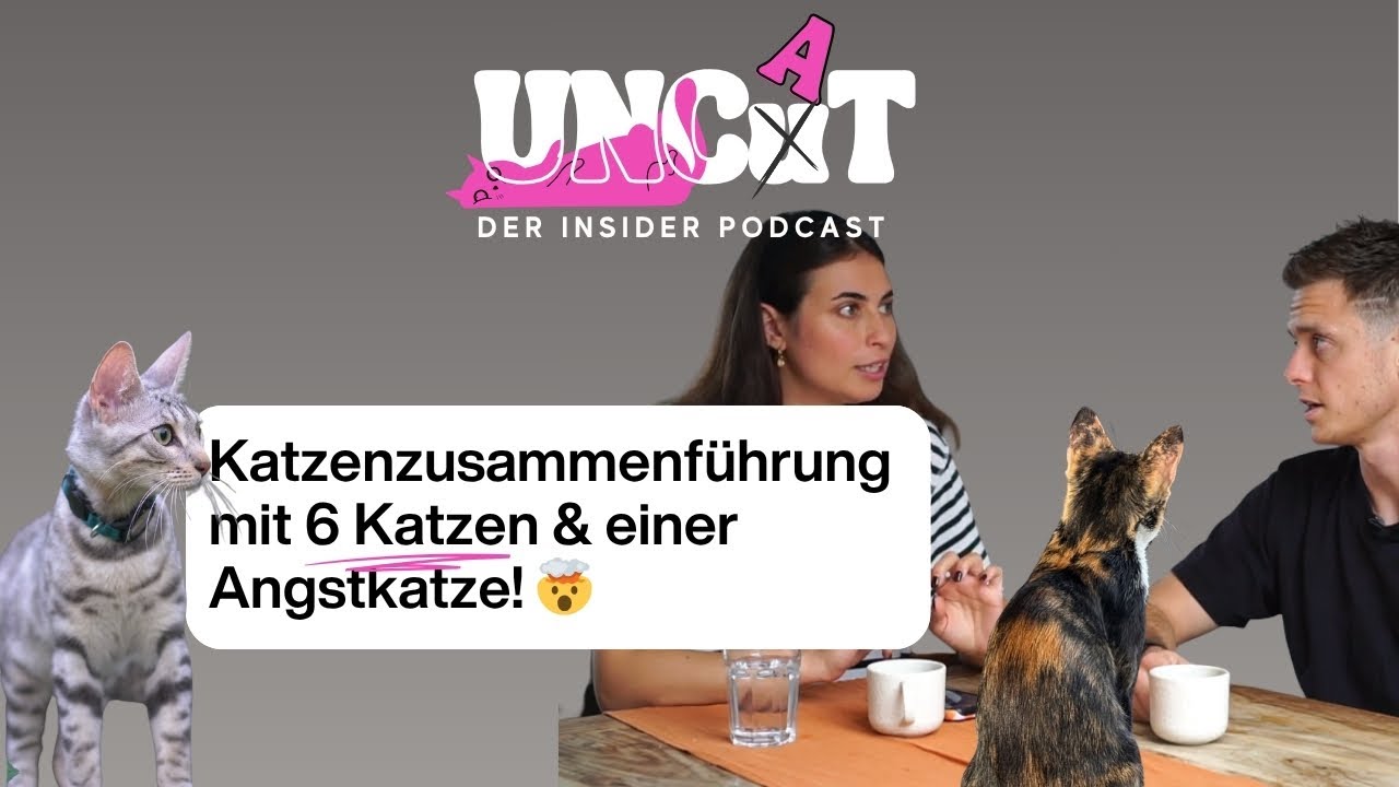 Folge 4: UnCat – Katzenzusammenführung meistern bei Angstkatzen – Das haben wir gemacht