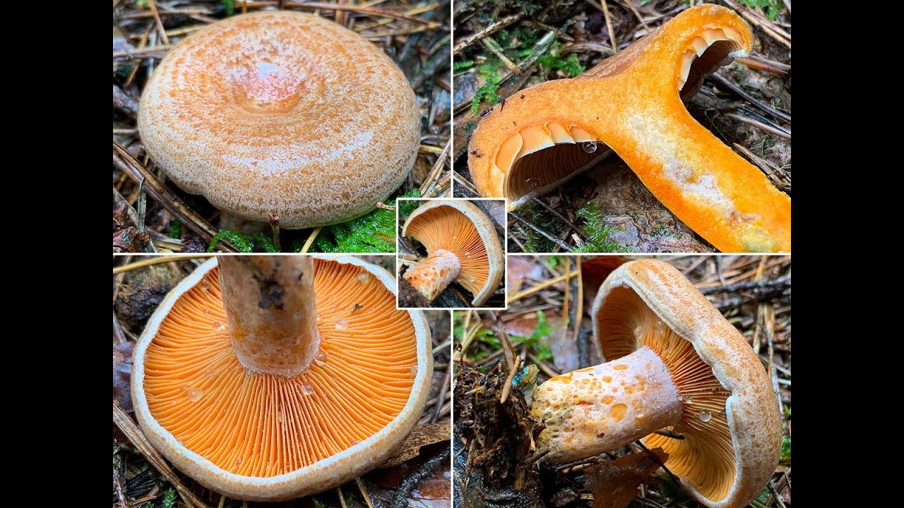 Pilzportrait - Echter Reizker, Edelreizker, Kiefernreizker, Lactarius deliciosus