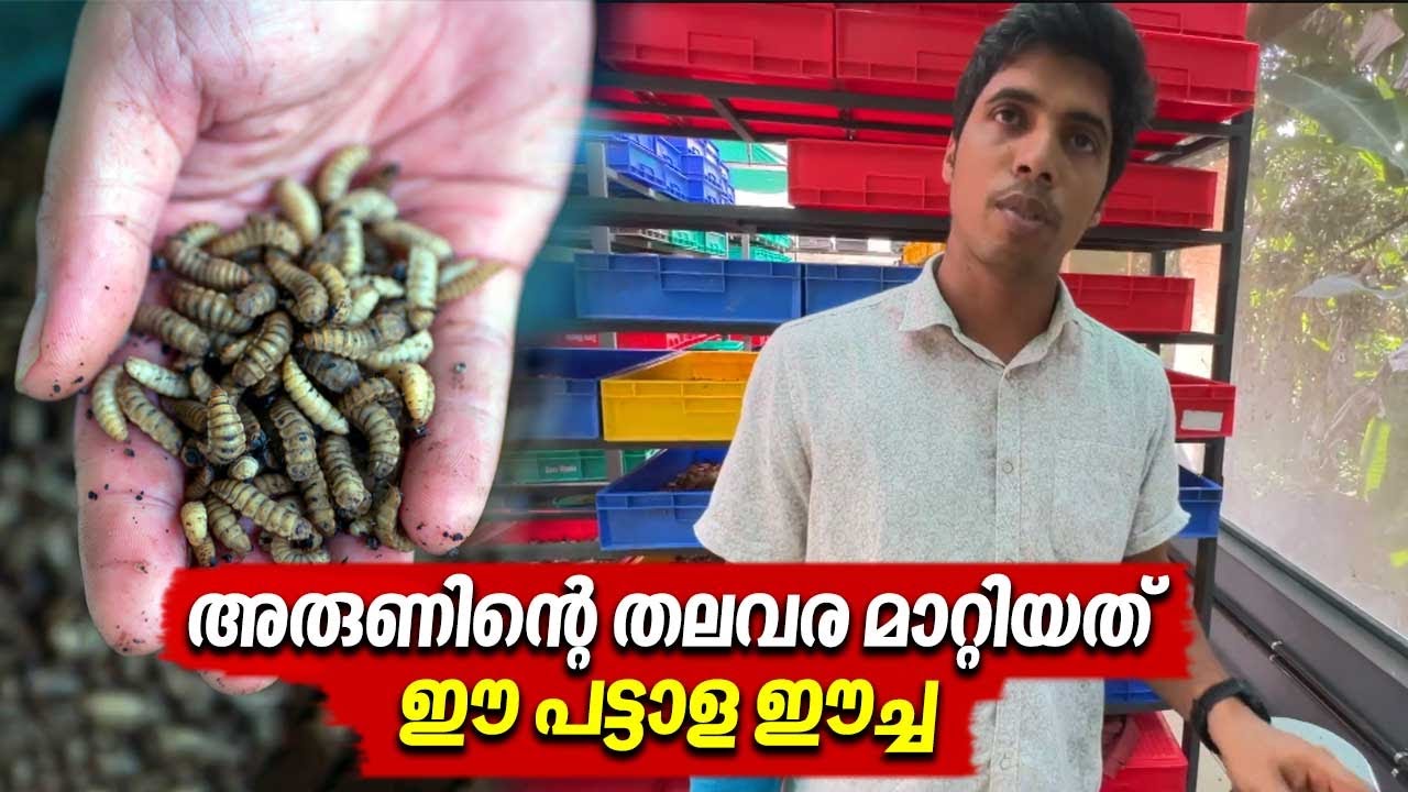 അരുണിന്റെ തലവര മാറ്റിയത് ഈ പട്ടാള ഈച്ച | Black soldier fly | Agribusiness