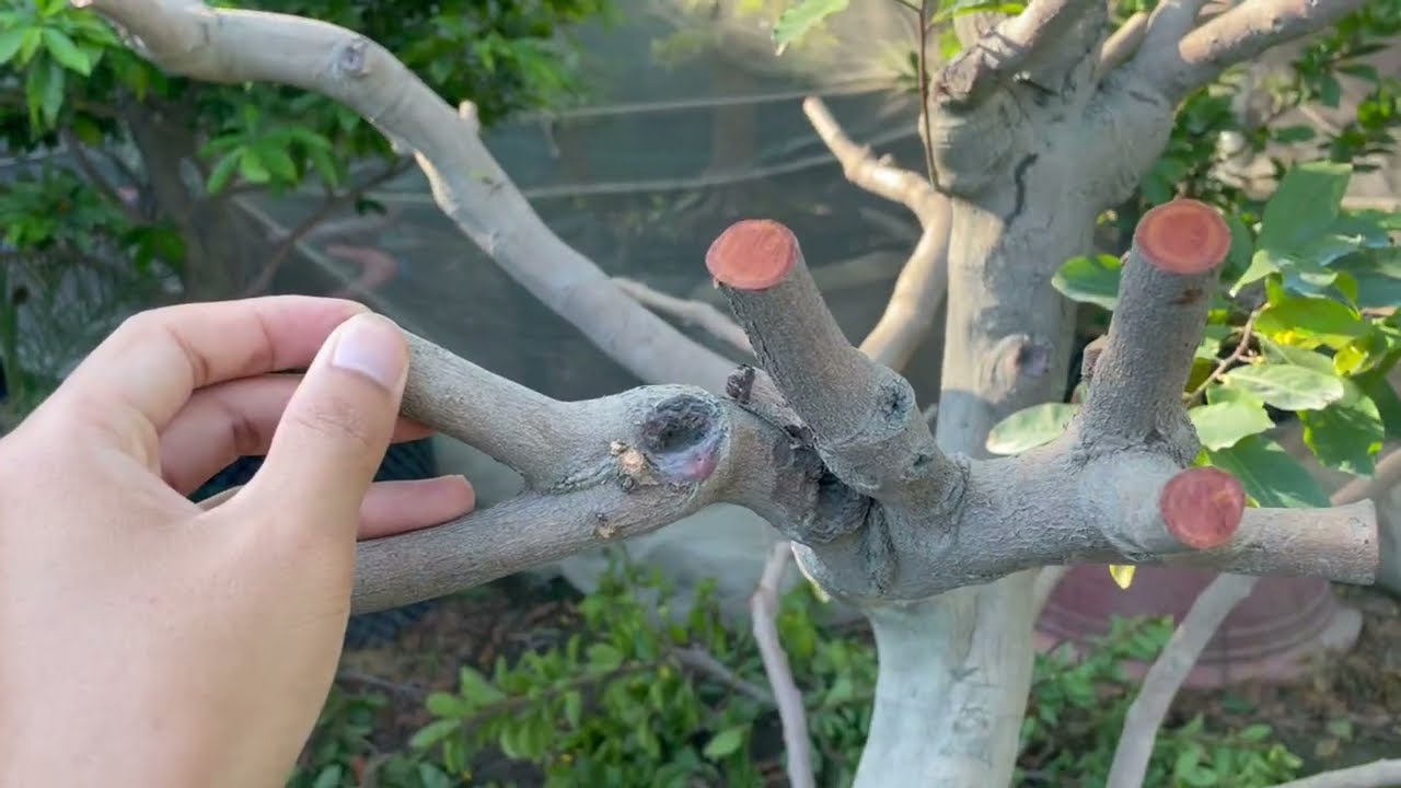 Hướng dẫn ghép hoàn chỉnh một phôi mai cho thời gian chơi cực nhanh chỉ cần 1 năm ( Phần 4 )