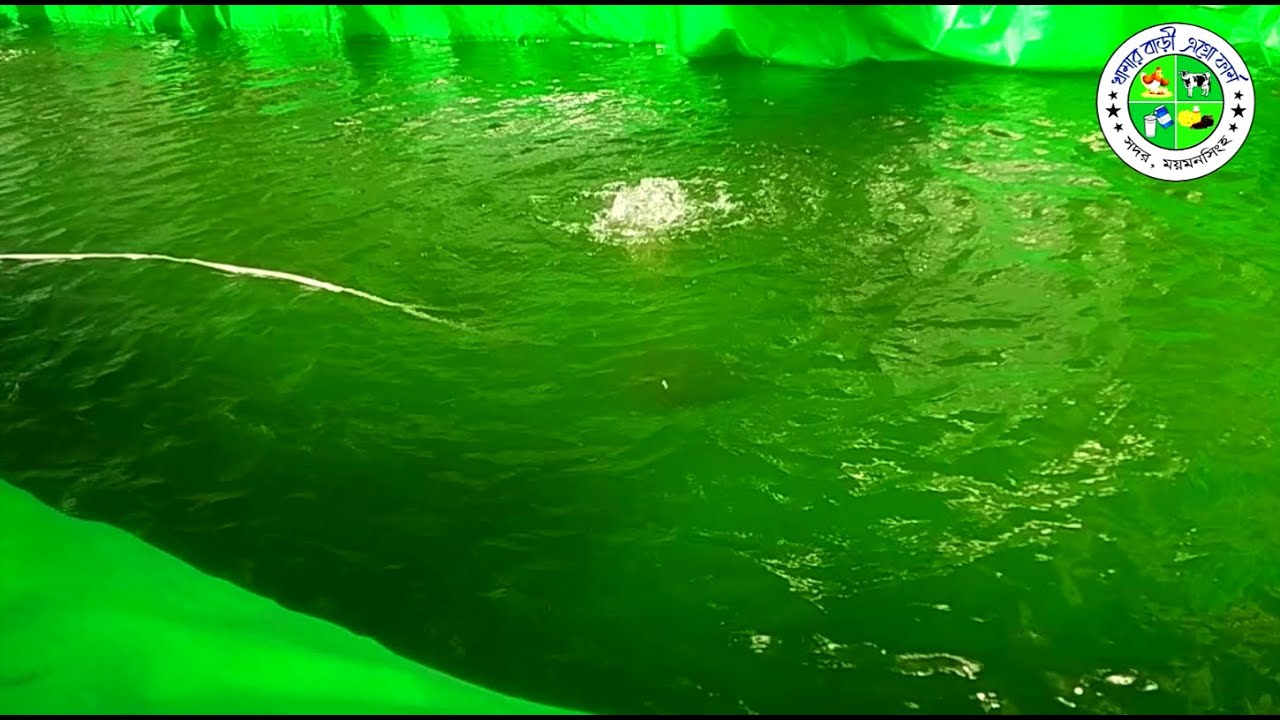 বায়োফ্লক পদ্ধতিতে মাছ চাষ | Biofloc fish farming | Fish farming | Biofloc fish farming 2022