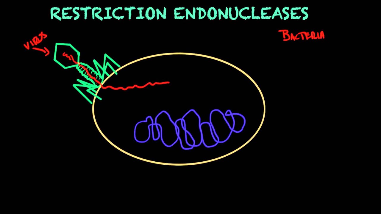 Restriction endonucleases - Biology tutorial
