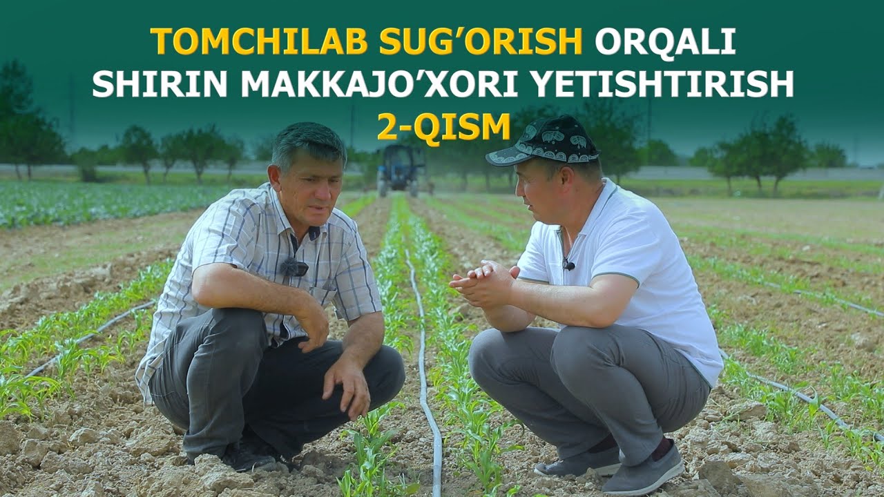 Томчилаб суғориш орқали ширин маккажухори етиштириш сирлари 2-қисм.