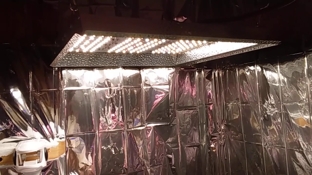 MARS HYDRO TS600 Autoflower Room
