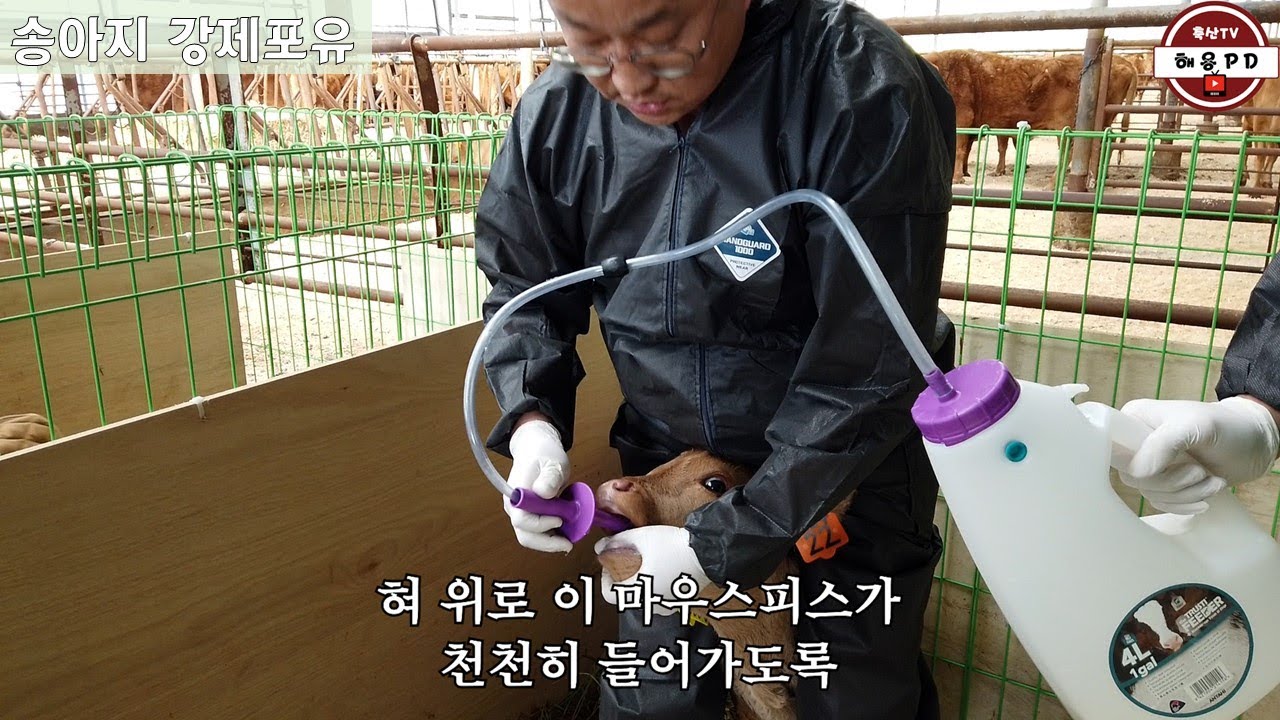 송아지 강제포유