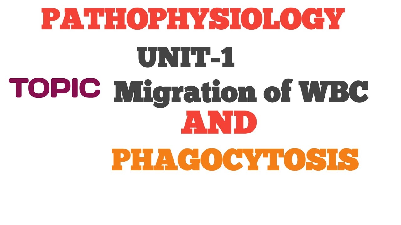 Pathophysiology unit-1 #: Migration of WBC # Phagocytosis # 