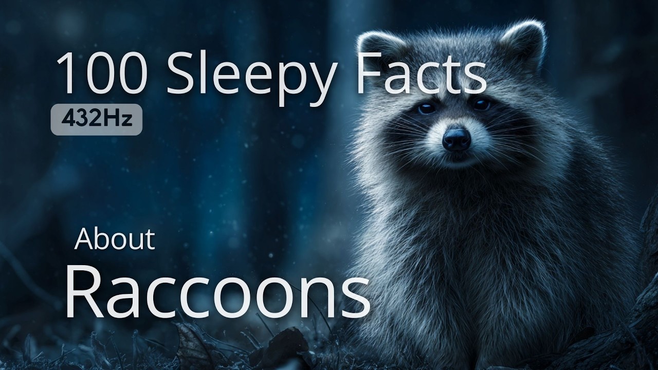 The Most Relaxing Facts About Raccoons to Fall Asleep To