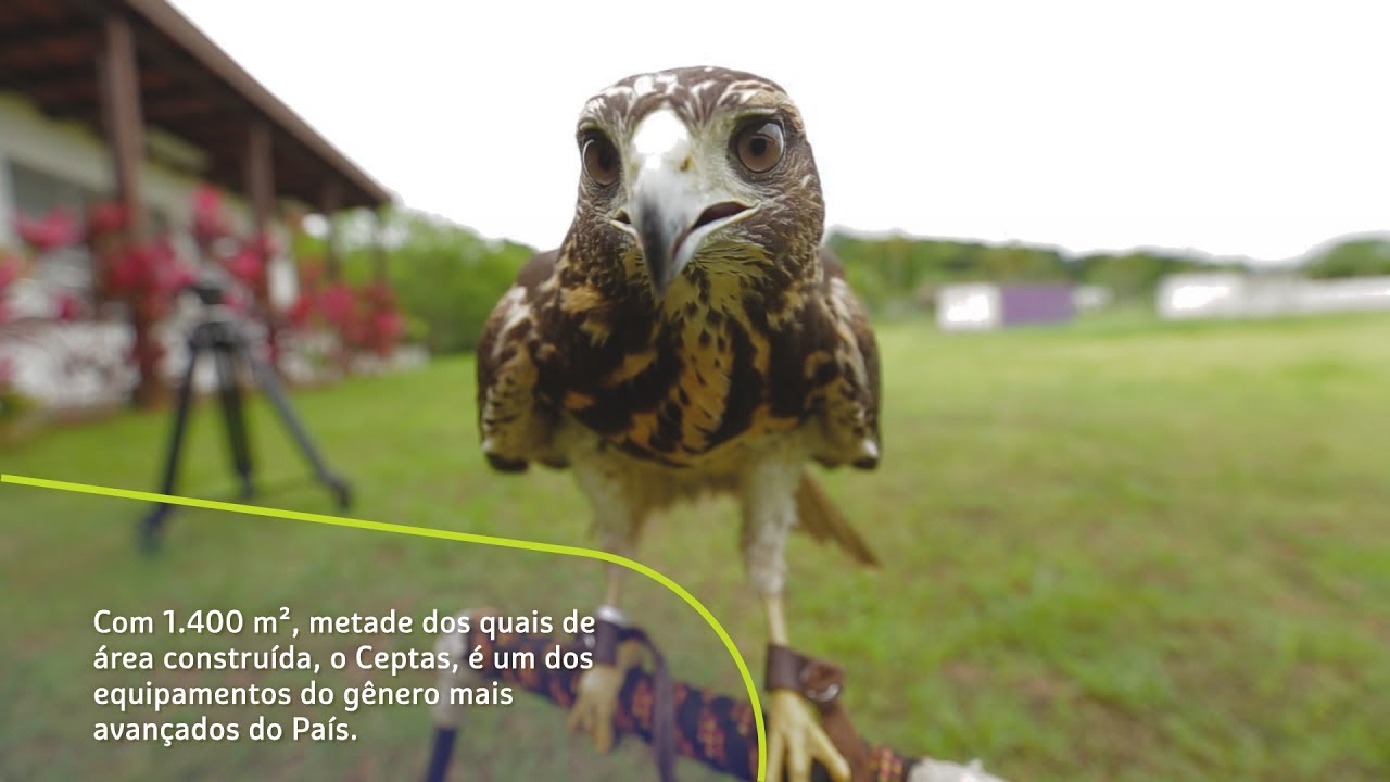 Conhe&ccedil;a o nosso Centro de Pesquisa e Triagem de Animais Selvagens &ndash; CEPTAS