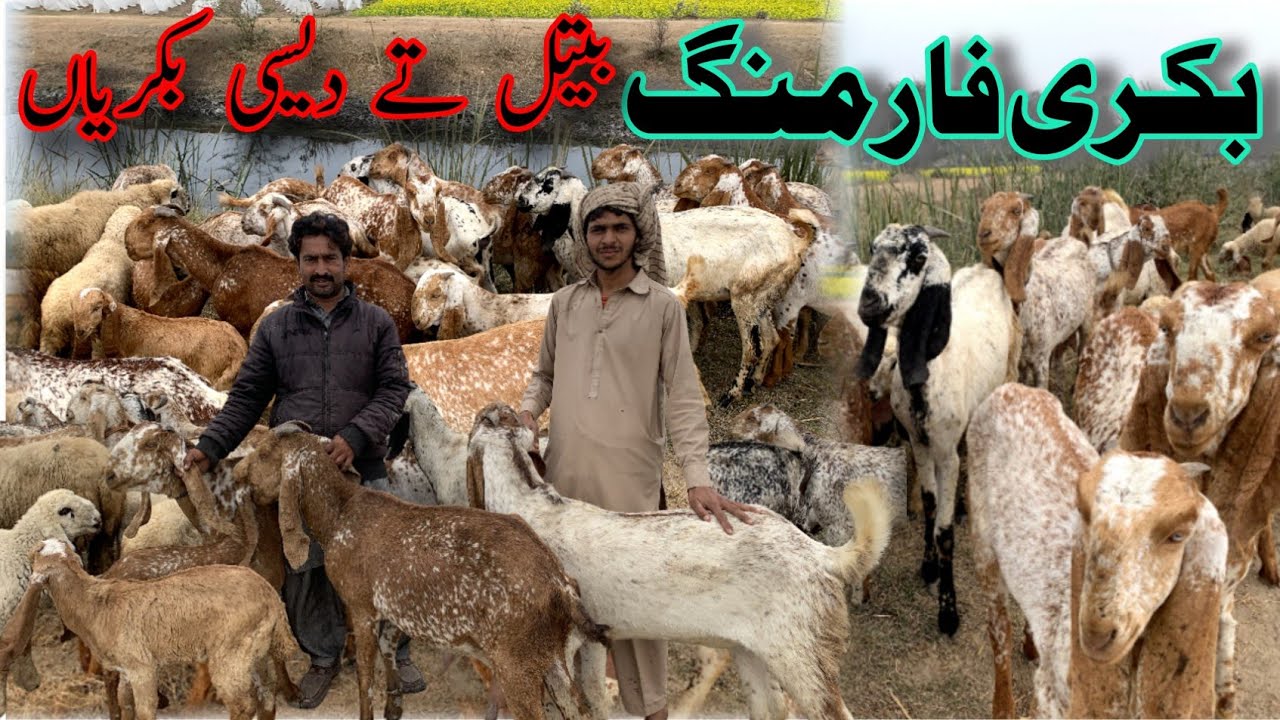 Goat Farming – Beetal aur Desi Bakriyan #goatfarming #bakrifarming #farmingpakistan 