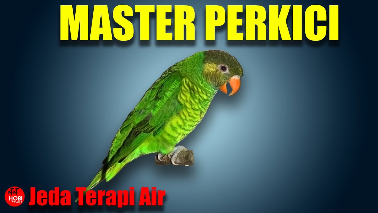 MASTER PERKICI Jeda Terapi Air AMPUH