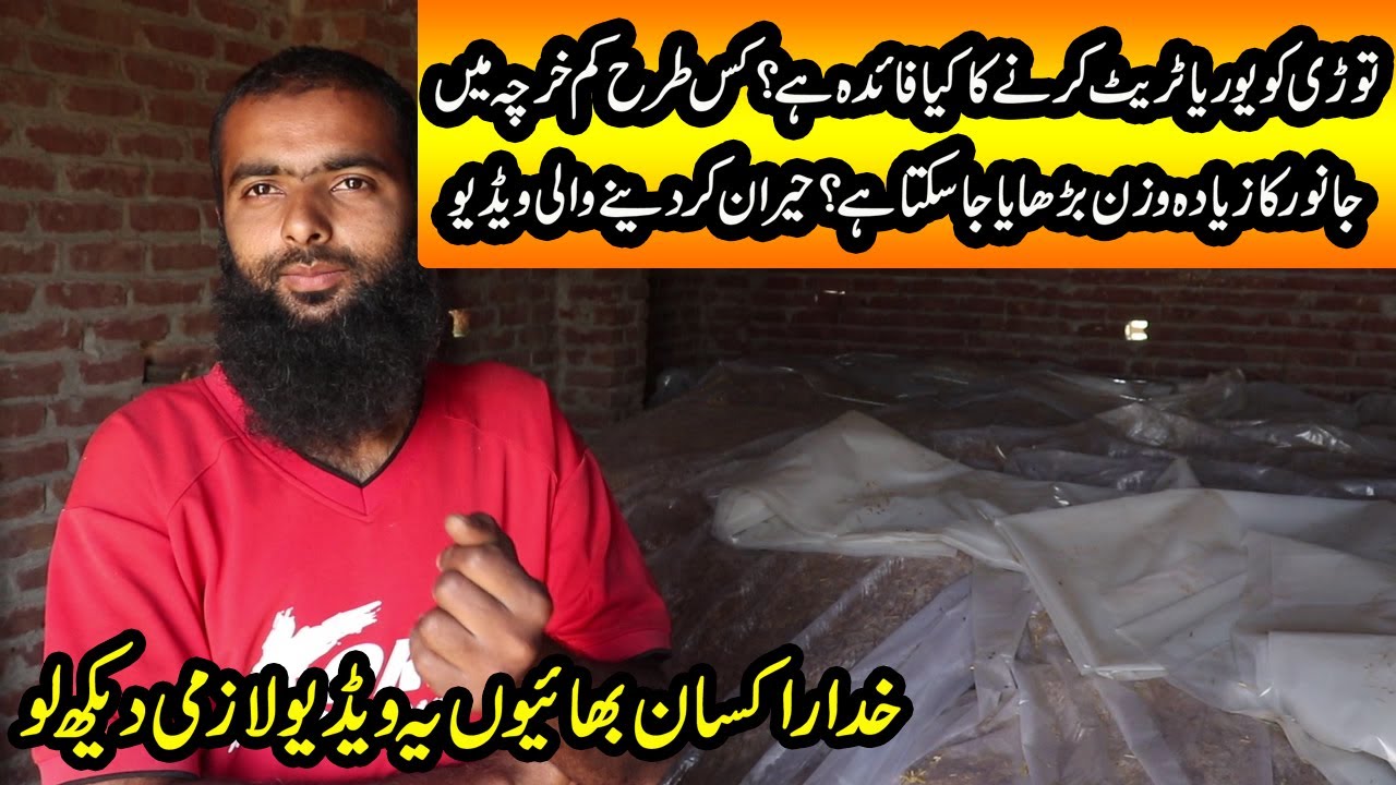 How to Urea Treat Wheat Straw | Benefit of Urea Treated Wheat Straw to Animals | Control Expenses
