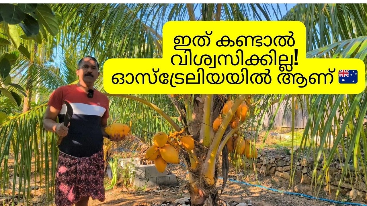 4 വർഷത്തെ suspense! 😲 ഞാൻ ഇത് ഓസ്‌ട്രേലിയയിൽ ഉണ്ടാക്കി