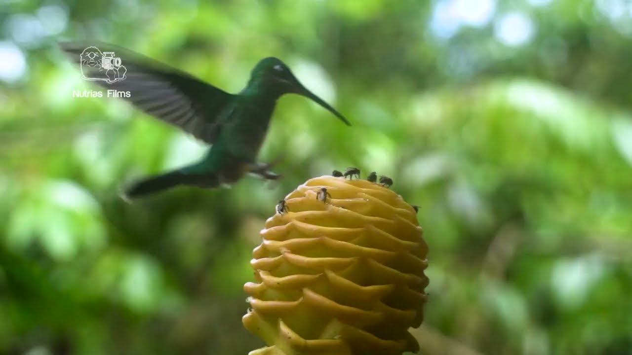Mindo Ecuador | Destinos en 2 Minutos