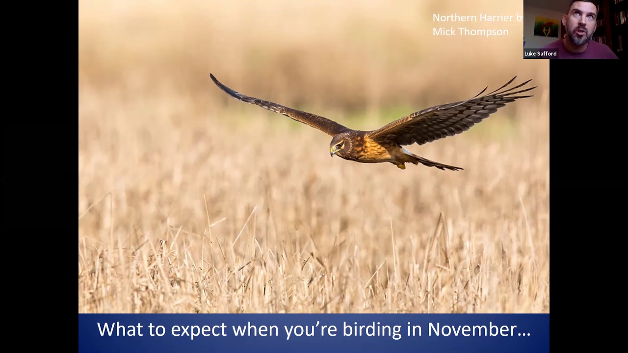 Birding the Calendar: Where to Go Birding in SE Arizona in November