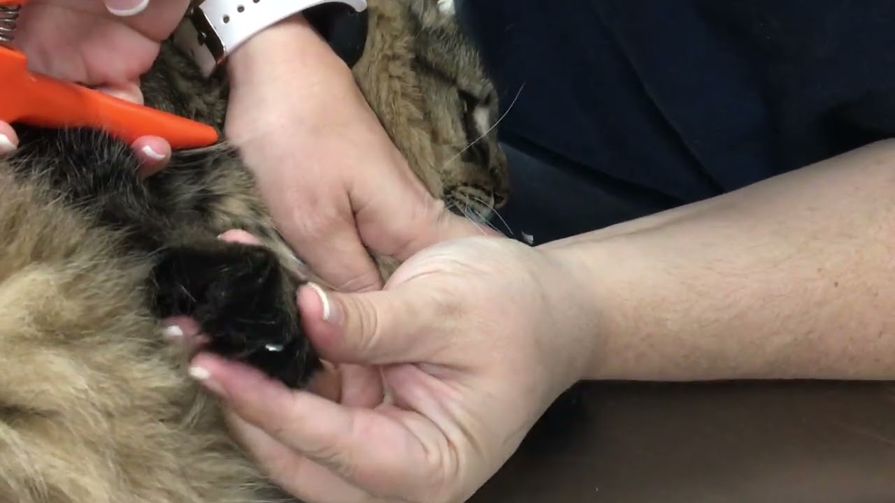 Nail Trim (Feline)