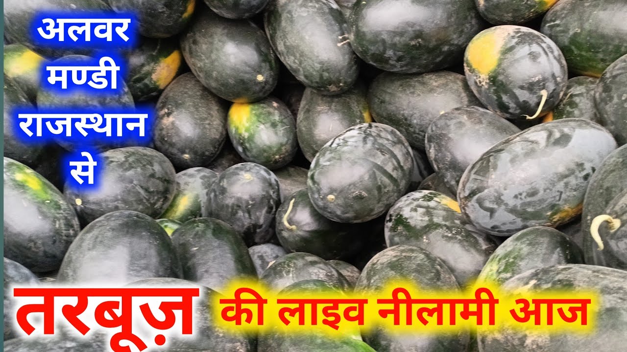 तरबूज़ भाव आज अलवर फ़ल सब्ज़ी मंडी राजस्थान।Watermelon 🍉 Rate Today Alwar Mandi Rajasthan 