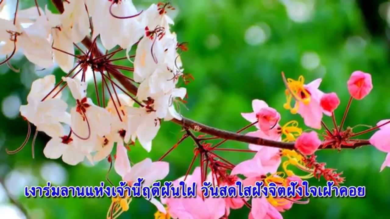 ร่มกาลพฤกษ์ [KKU]