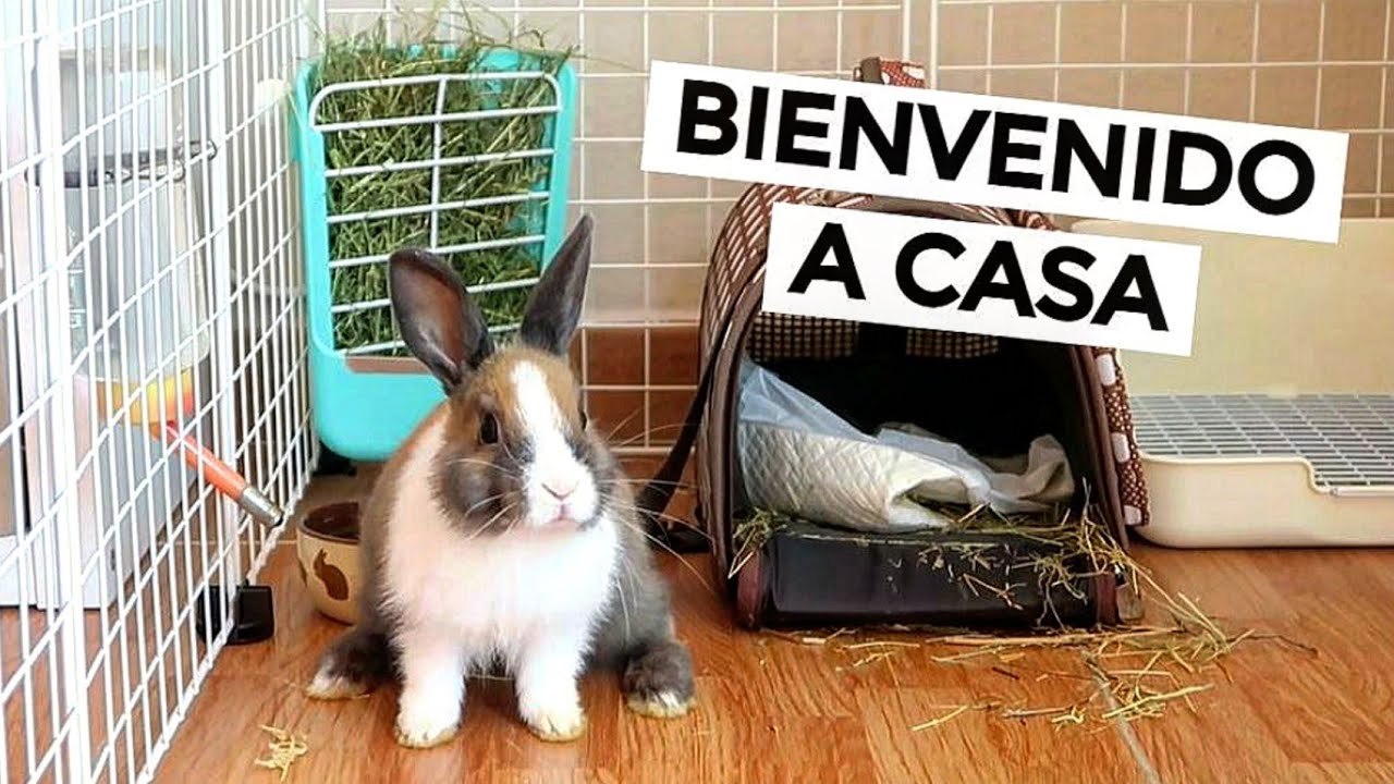 Les presento al NUEVO INTEGRANTE de la FAMILIA 🐰❤️😲