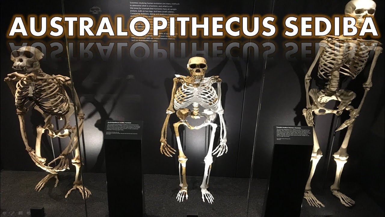 Australopithecus sediba